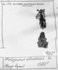 Trichaptum abietinum image